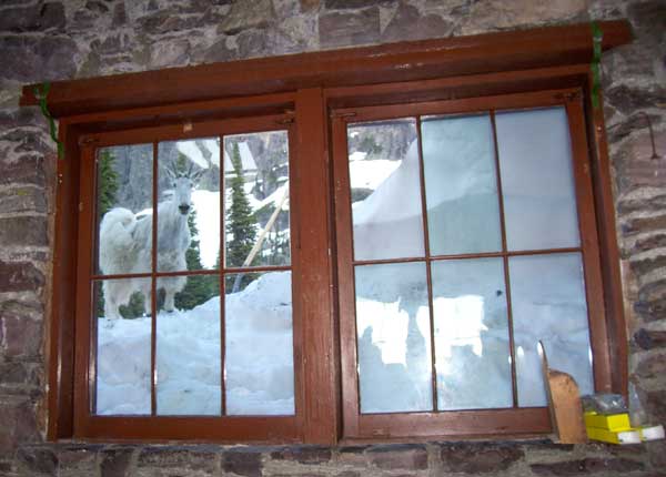 Mountain goat and snow out the Sperry dining room window.