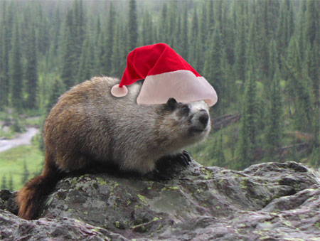 Merry Christmas from the marmots